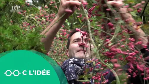 replay de C Jamy - Chenonceau, le château sur l'eau