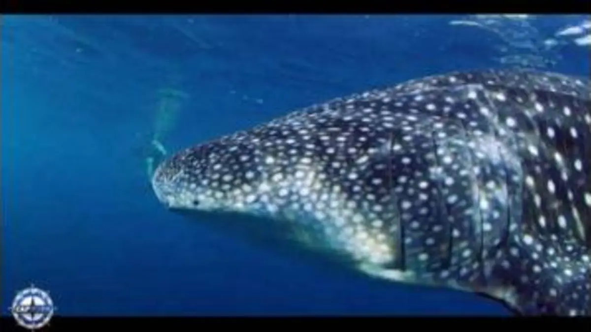 replay de Cap Horn : Arnaud Ducret (2/2)