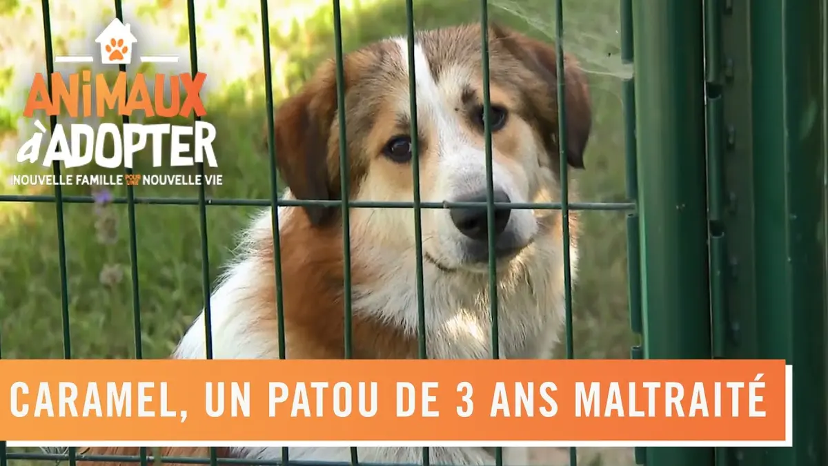replay de Caramel, 3 ans retrouve, une nouvelle famille après avoir été maltraité - Animaux à adopter