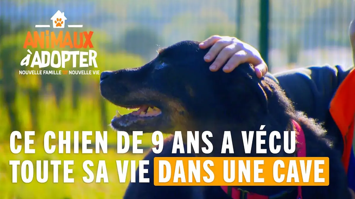 replay de Ce chien de 9 ans a vécu toute sa vie dans une cave