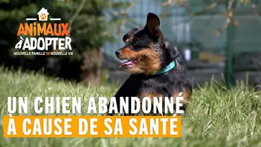 Ce chien est abandonné parce qu'il est malade - Animaux À Adopter