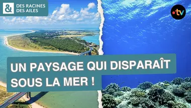 Ce patrimoine français risque de disparaître ? | Documentaire | France TV