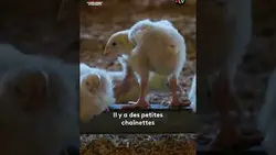Cet agriculteur récupère 3 centimes par kilo de poulet : "Ce n'est pas assez"