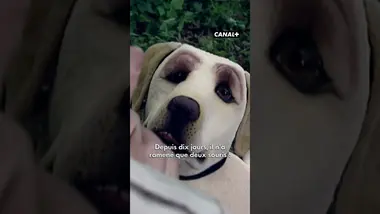 Cet été, ne faites pas comme lui ! 😅 🦮 - #Humour #LesGuignols