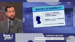 Chevaux mutilés : quel est le profil de l'homme arrêté ?