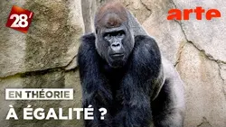 Chez les primates, les mâles dominent les femelles ? | 28 minutes | ARTE