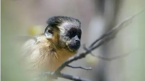 replay de Chico, le singe capucin