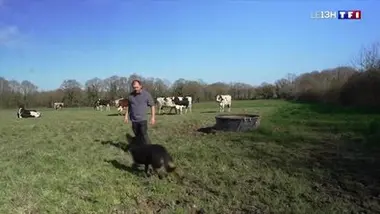 Chiens de troupeau : à la voix et à l'œil