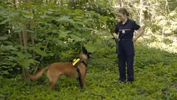 Chiens, drones et haute voltige