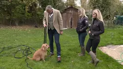 Chiens hors de contrôle : un dresseur à la rescousse Promenade dangereuse