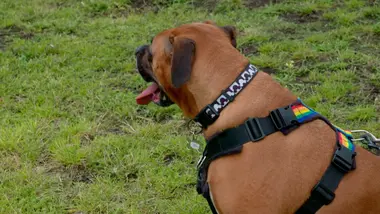 Chiens hors de contrôle - un dresseur à la rescousse : S2 E3 - Petit mais costaud