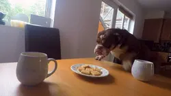 Chiens hors de contrôle - un dresseur à la rescousse : S2 E7 - Un accueil renversant