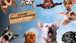 Chiens hors de contrôle - un dresseur à la rescousse : S3 E11 - Chiots en folie