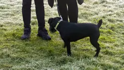 Chiens hors de contrôle - un dresseur à la rescousse : S3 E12 - Partir en vrille