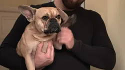 Chiens hors de contrôle - un dresseur à la rescousse : S3 E6 - La petite tornade