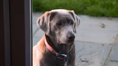 Chiens hors de contrôle - un dresseur à la rescousse : S3 E7 - Ce n'est qu'un au revoir