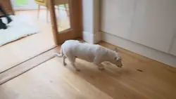 Chiens hors de contrôle - un dresseur à la rescousse : S3 E8 - Au voleur !