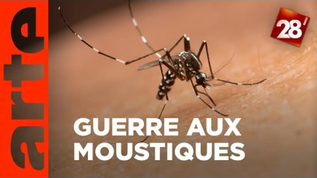 replay de Chikungunya, dengue : la France doit-elle déclarer la guerre aux moustiques ? | ARTE