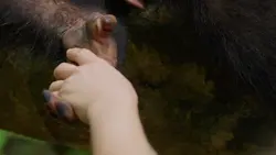 Chimpanzés, une main tendue vers une autre