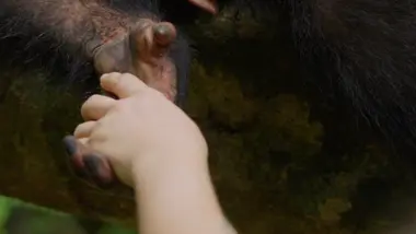 Chimpanzés, une main tendue vers une autre