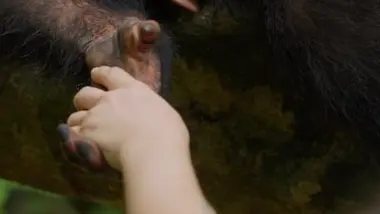 Chimpanzés, une main tendue vers une autre