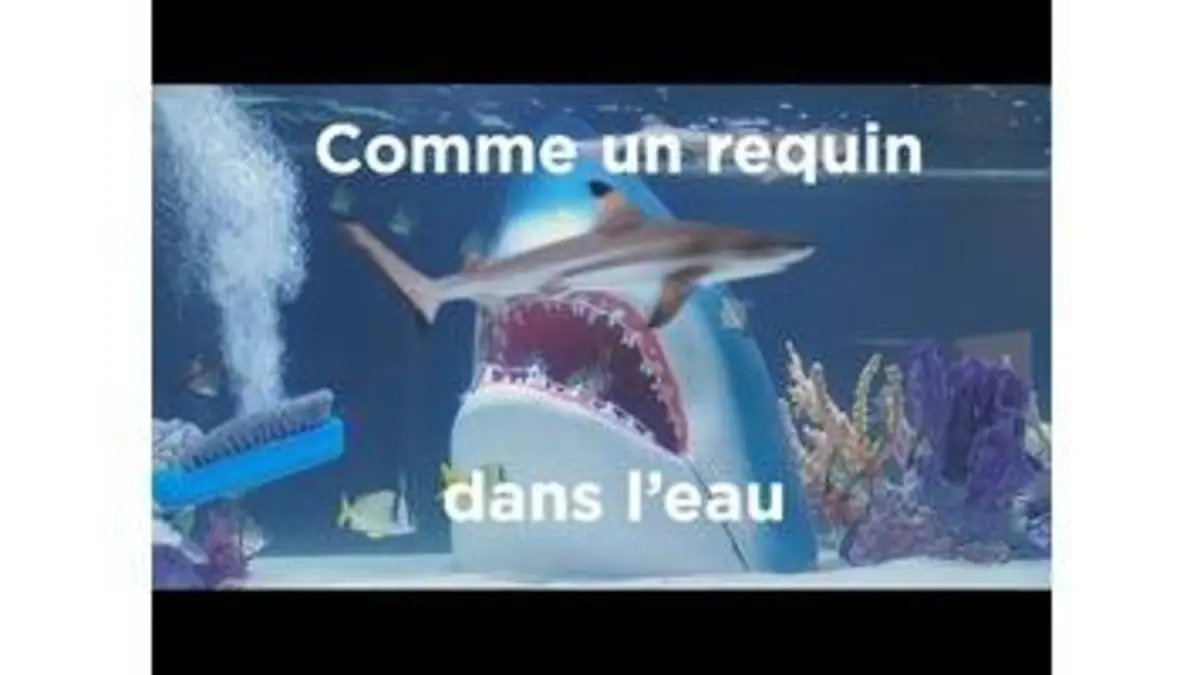 replay de Comme un requin dans l'eau : Aquamen
