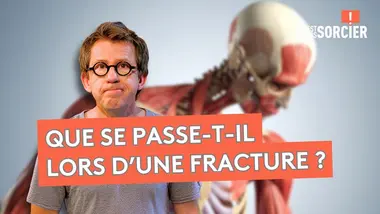 Comment fonctionne le squelette humain ? - C'est pas sorcier