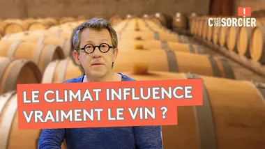 Comment le raisin devient-il du vin ? - C'est Pas Sorcier