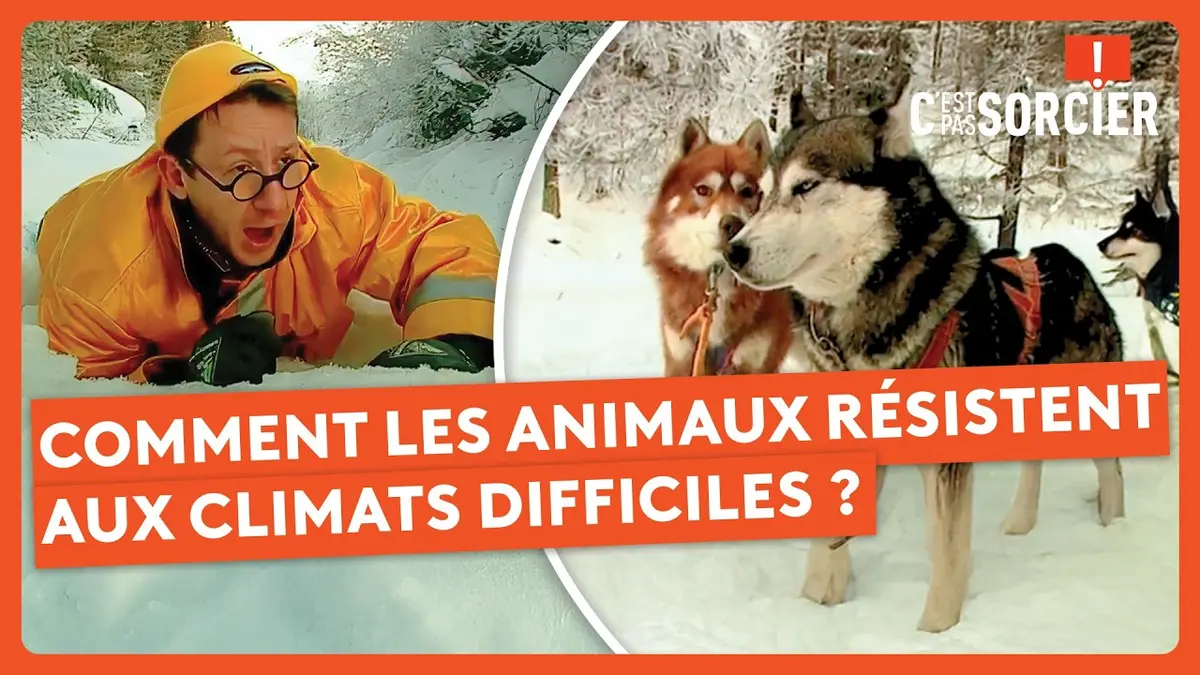 replay de Comment les animaux résistent aux climats difficiles ? - C'est pas sorcier