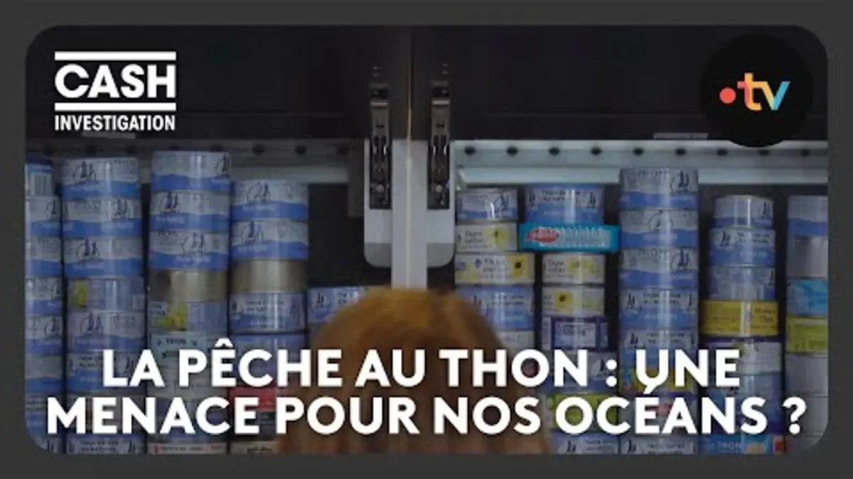 replay de Comment les industriels de la pêche au thon menacent nos océans - Cash investigation