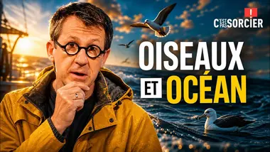 Comment les oiseaux vivent sur l’océan ? - C'est pas sorcier