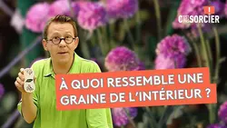 Comment les plantes se reproduisent ? - C'est pas sorcier