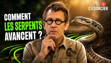 Comment les serpents avancent sans pattes ? - C'est pas sorcier