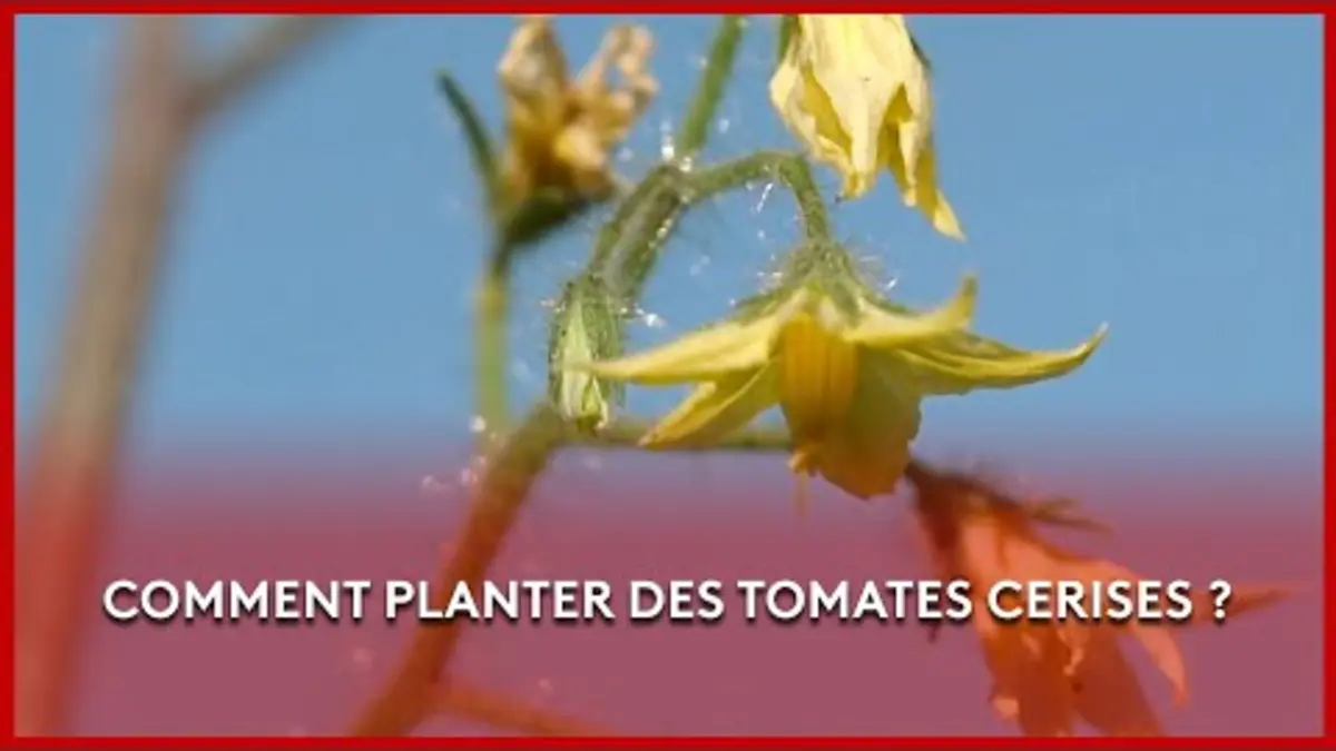 replay de Comment planter des tomates cerises ? - Les Potagers de Julie