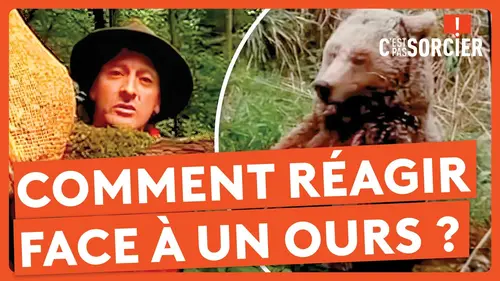 replay de Comment réagir face à un ours ? - C'est pas sorcier