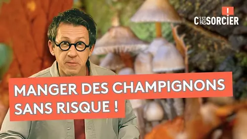 replay de Comment reconnaître les champignons comestibles ? - C'est pas sorcier