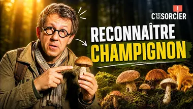 Comment reconnaître les différentes espèces de champignons ? - C'est pas sorcier