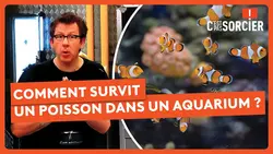 Comment survit un poisson dans un aquarium ? - C'est pas sorcier