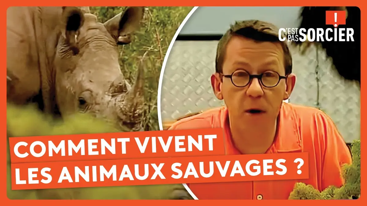 replay de Comment vivent les animaux sauvages ? - C'est pas sorcier