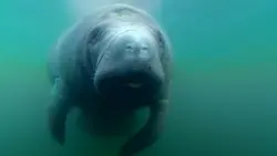 Concours de Défécation