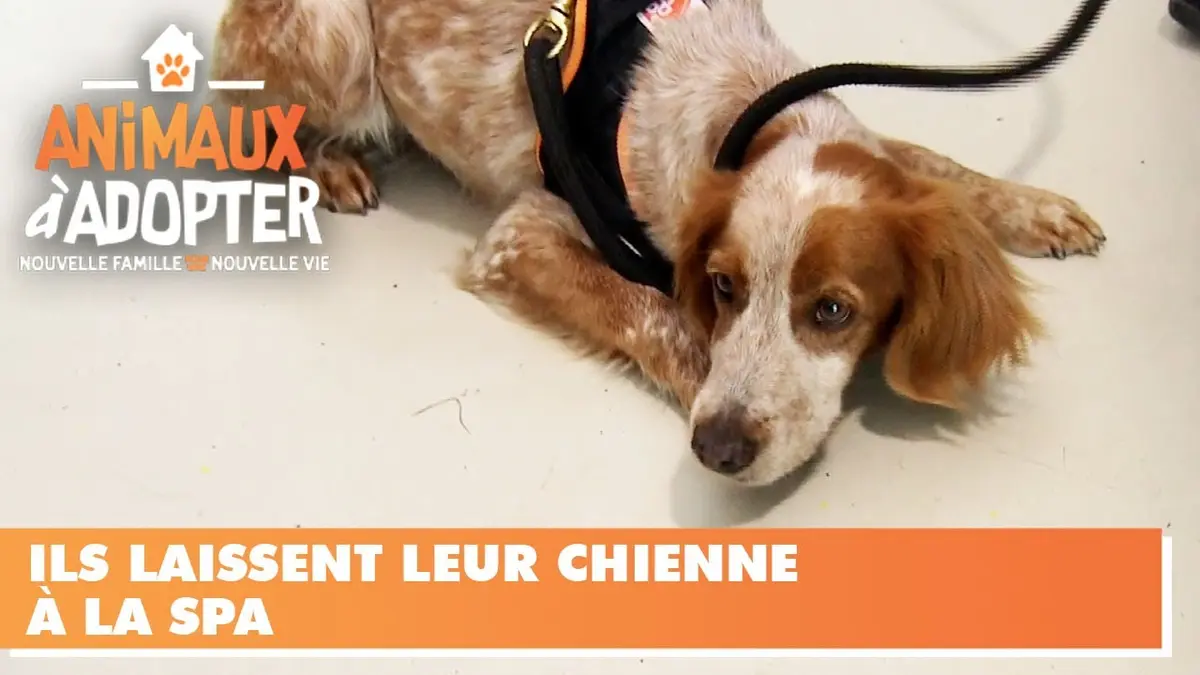 replay de Contraints, ils laissent leur chienne à la SPA - Animaux à Adopter