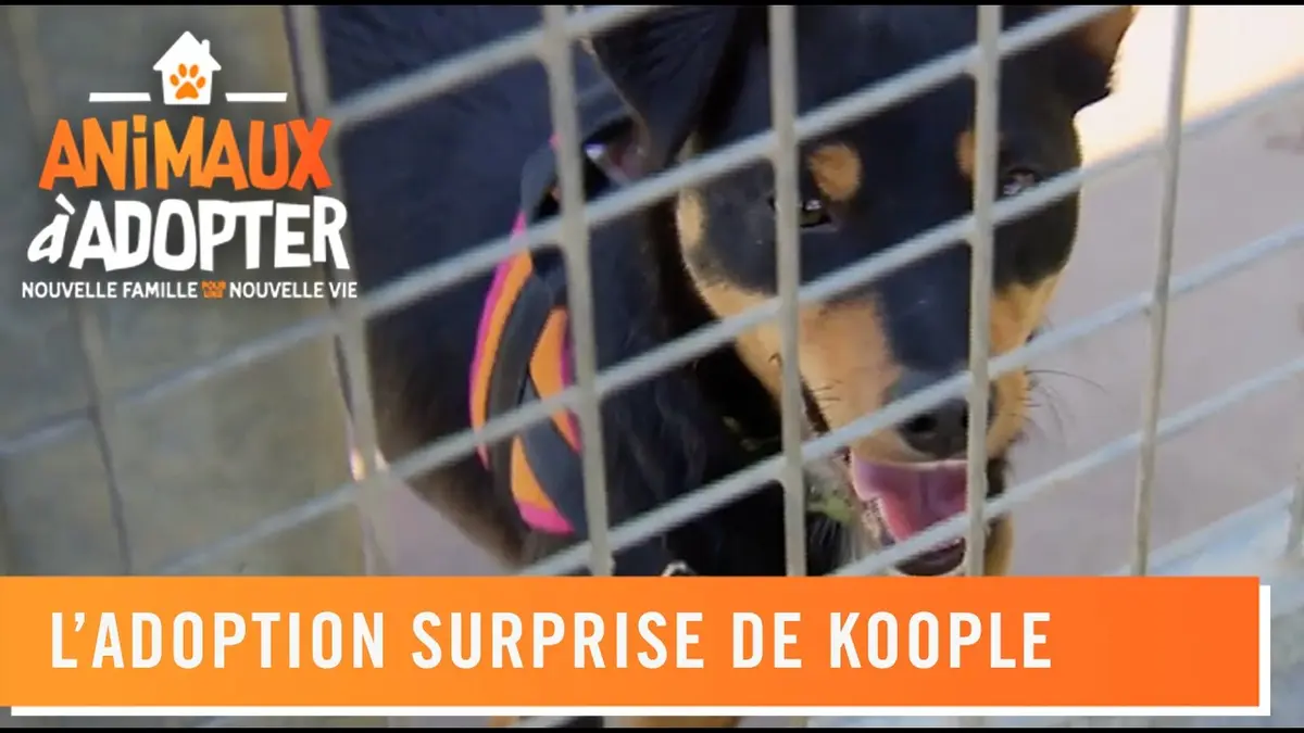 replay de Coup de foudre entre Koople et ces deux garçons - Animaux à adopter
