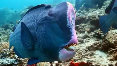 Crotte de Poisson Perroquet