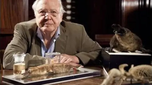 replay de Curiosités animales - Le crapaud et l'ornithorynque