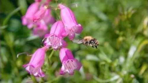 replay de Curiosités animales - Super sens : anguilles et plantes
