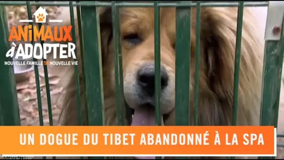 replay de Daïwa, un dogue du Tibet, abandonné à la SPA - Animaux à adopter