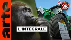 Dans la peau d'un gorille / Pesticides, le retour ? | 28 minutes | ARTE