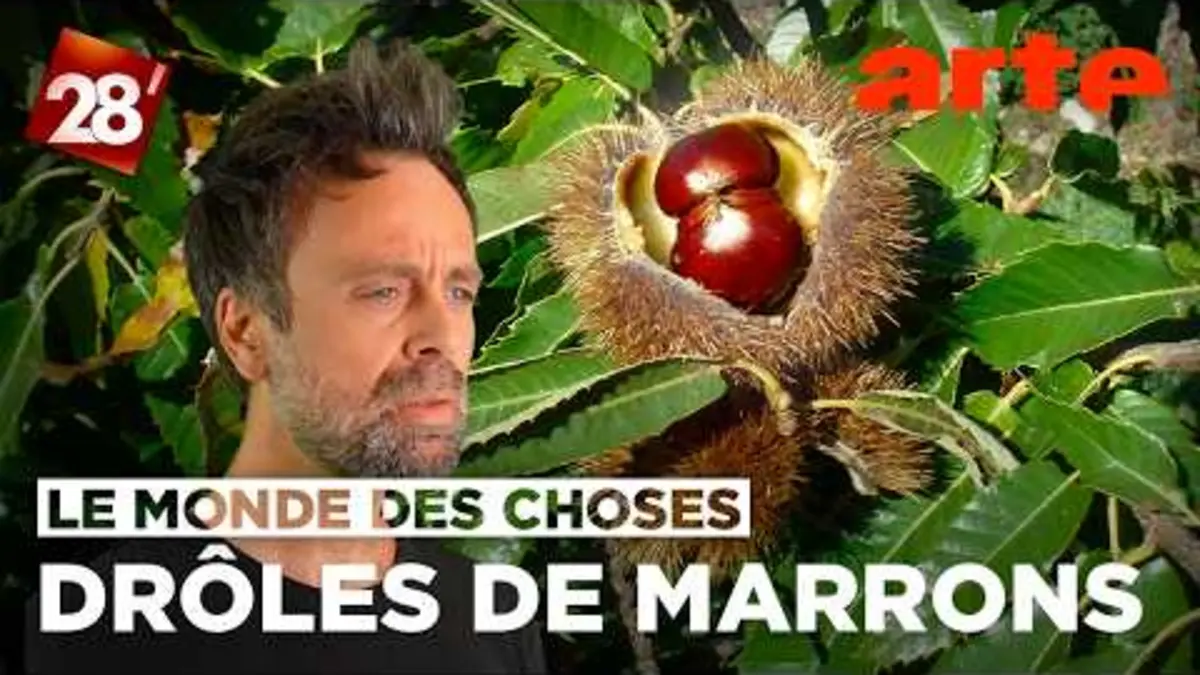 David Castello-Lopes s’intéresse… aux marrons |…