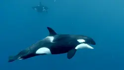 Défense du Cachalot