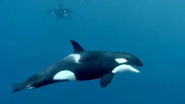 Défense du Cachalot